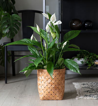 Fredslilje i gavepose med bobler og sjokolade Fredslilje i gavepose med bobler og sjokolade
